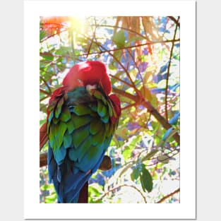 Scarlet Macaw V2 Posters and Art